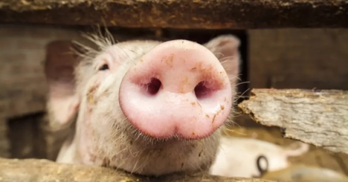 11 milioane de euro pentru crescătorii de porci. Până la 50.000 de euro per companie
