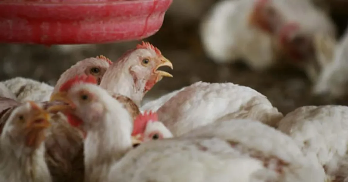 ANSVSA se alătură campaniei #NoBirdFlu pentru mici crescători de păsări