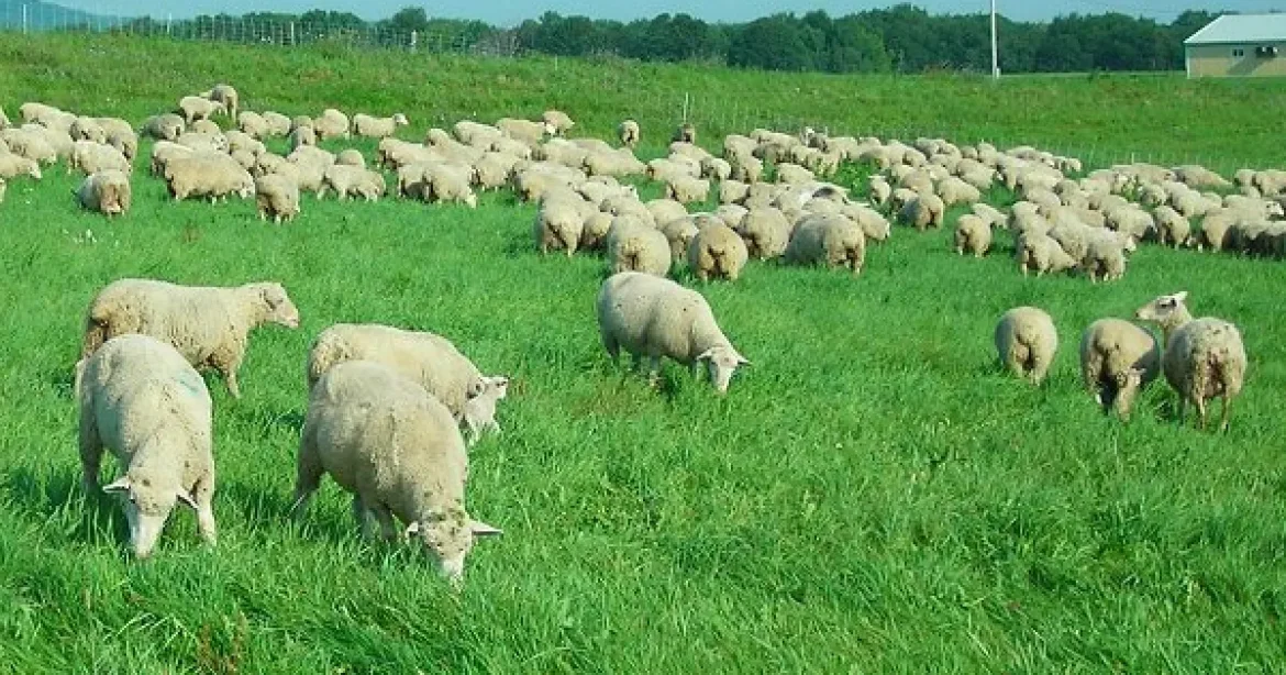 Anunț de la ANSVSA. Când începe campania de vaccinare a ovinelor și caprinelor