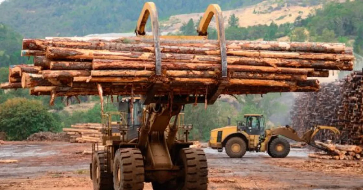 Lemnul românesc: volumul exploatat a crescut cu 7,5% în 2025