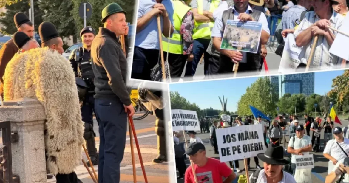 Protestul oierilor români: exporturi oprite din cauza bolilor