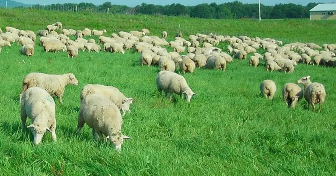 Transport ilegal de oi amenință negocierile cu UE privind exportul de animale vii