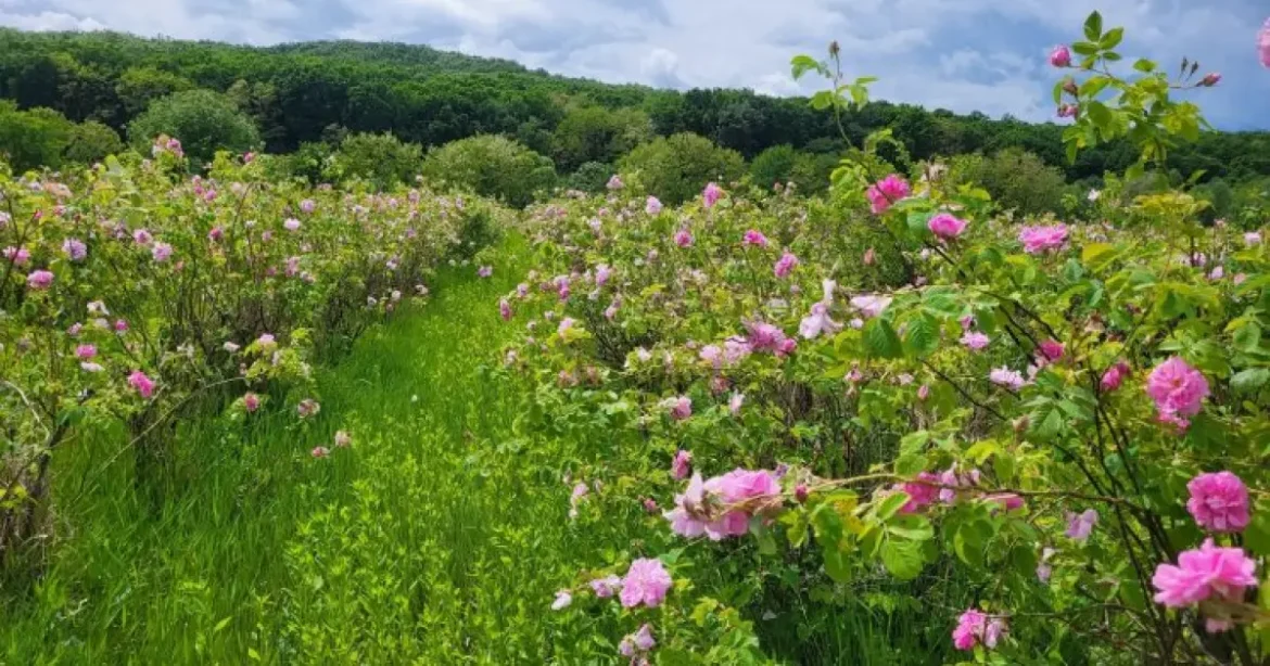 Bulgaria vrea continuarea sprijinului pentru cultivarea trandafirilor în cadrul PAC