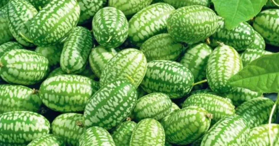 Castraveți mexicani în grădinile românilor, de primăvară