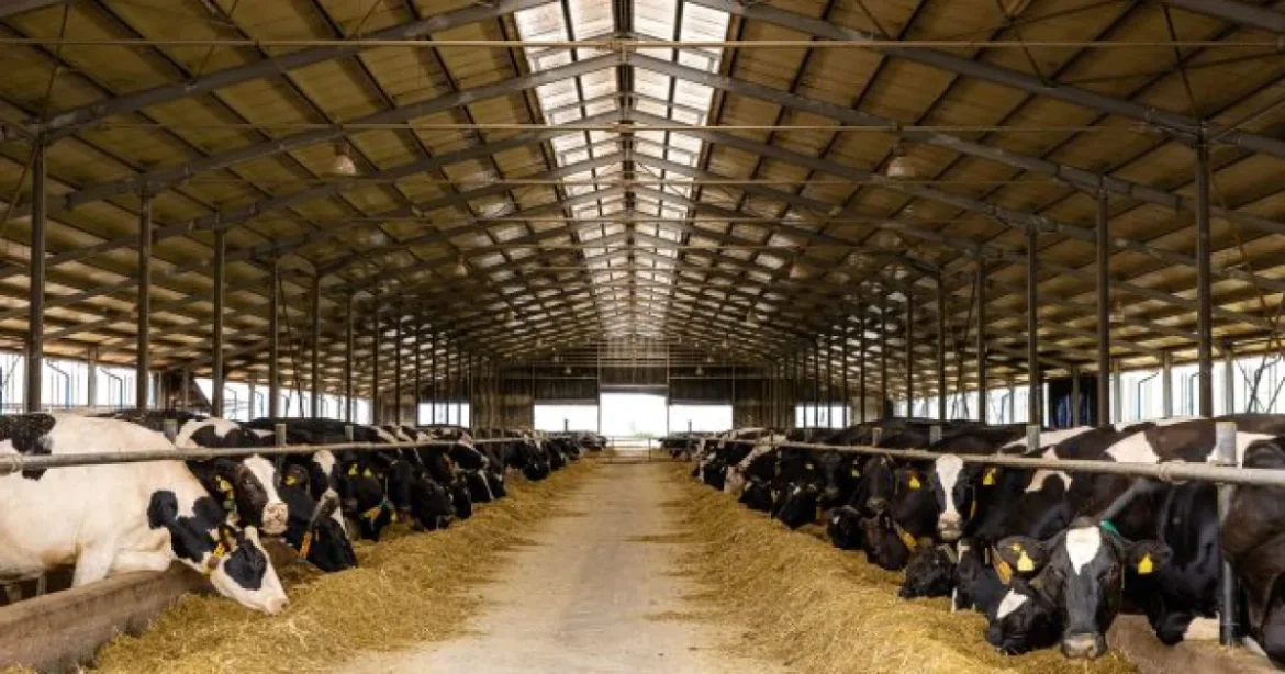 DN Agrar cumpără etapizat producătorul arădean de salată și busuioc Panorganic Vitavit