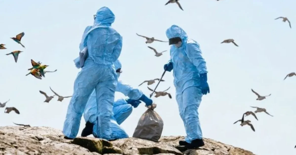Gripă aviară confirmată la păsări sălbatice în Brăila