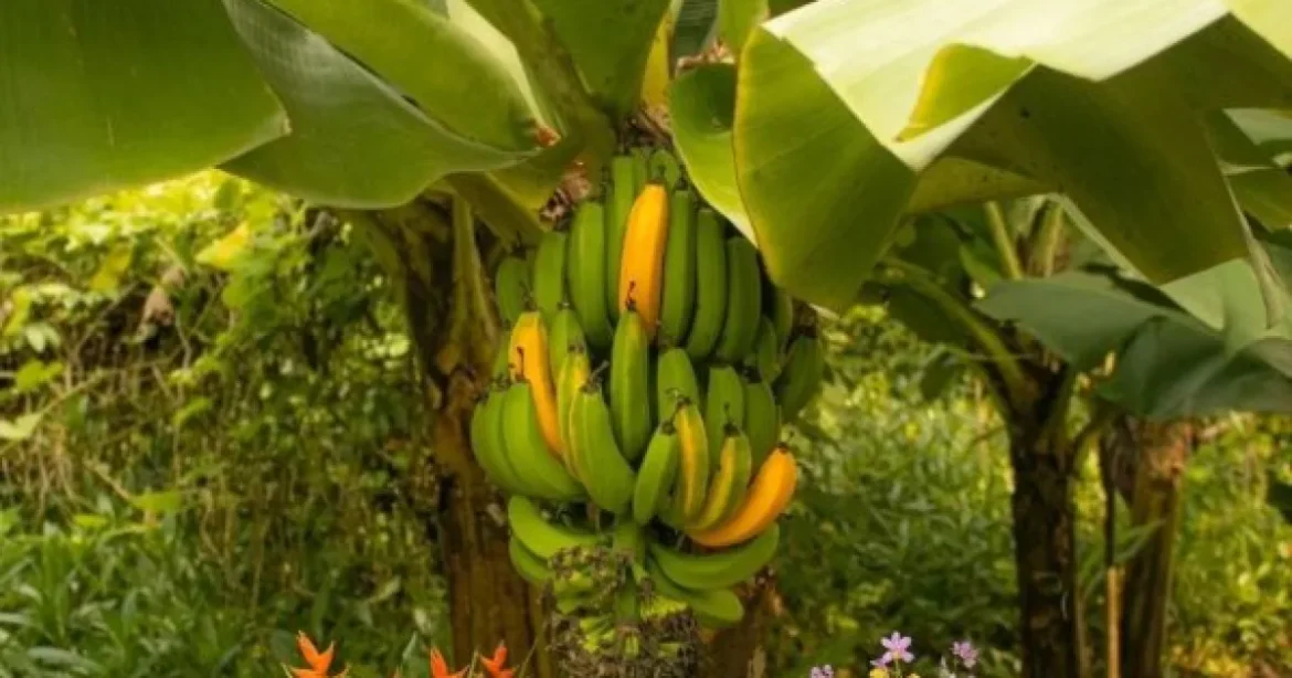 Producătorii de banane vor să convingă că prețul va crește