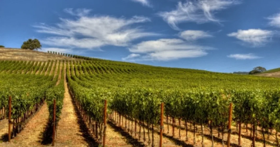 Producătorii de vin pot cere sprijin pentru asigurarea recoltei până pe 15 octombrie 2026