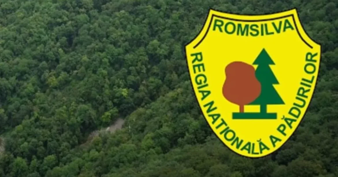 Romsilva alocă 7,7 milioane lei pentru împăduriri în Suceava
