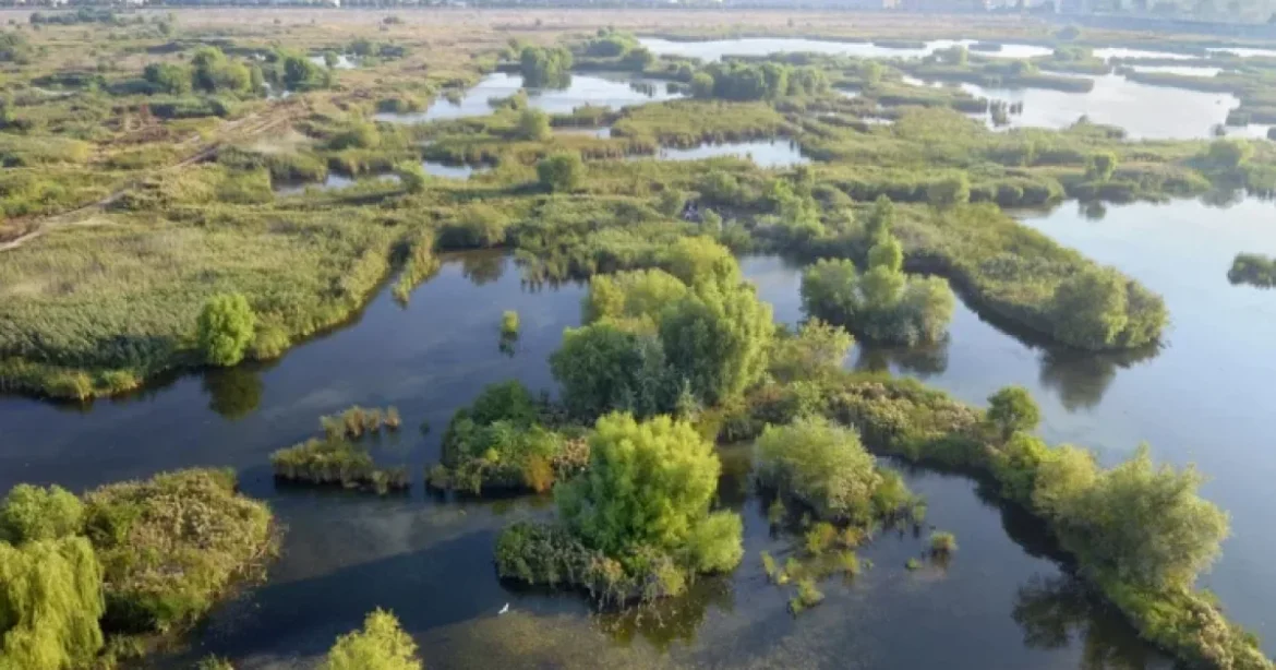 Tururi ghidate gratuite pentru familii în Parcul Natural Văcărești, astăzi