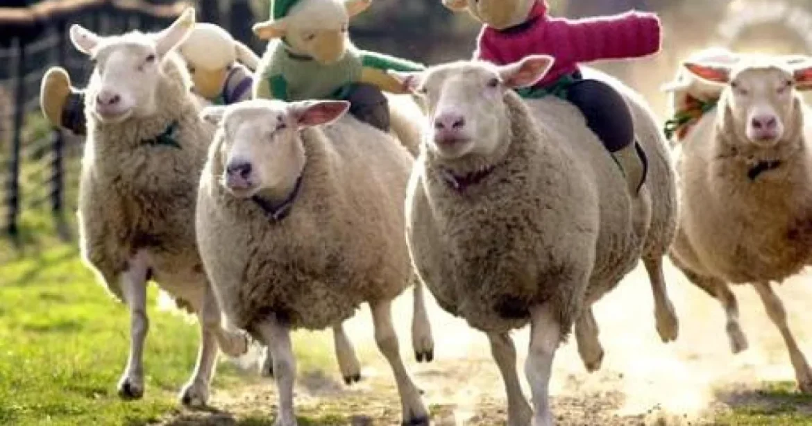 Vaccinuri împotriva pestei micilor rumegătoare și variolei ovine au ajuns în România